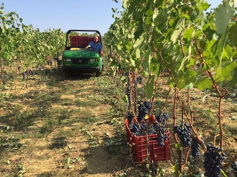 harvest in Piedmont